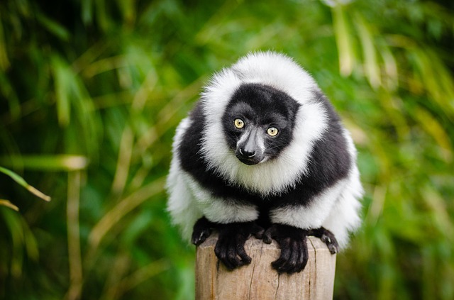lemur na kůlu